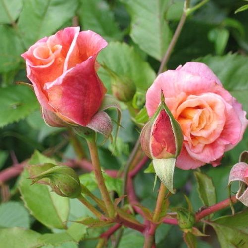 Rosa Aloha® - roz - Trandafir copac cu trunchi înalt - cu flori tip trandafiri englezești - coroană curgătoare